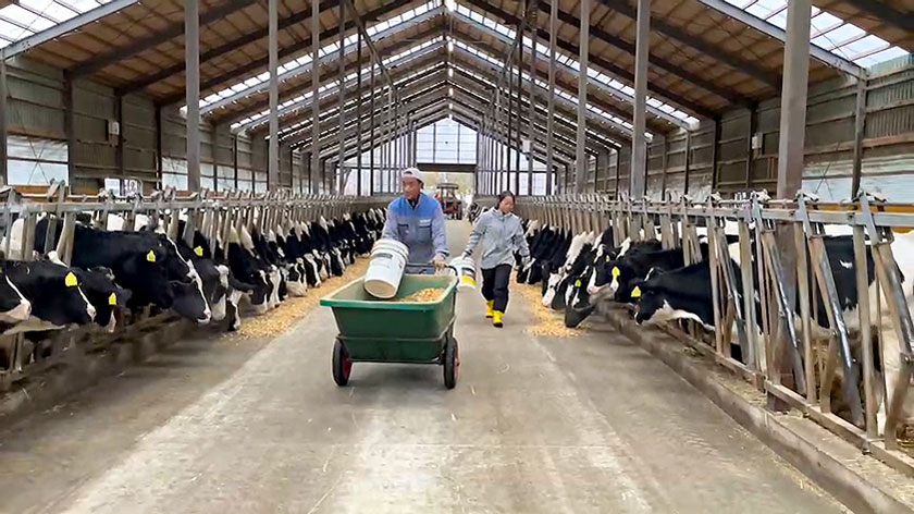 牛舎内作業風景